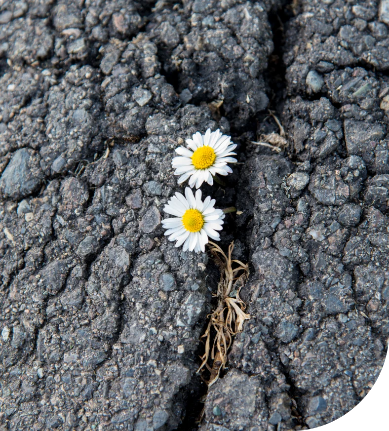 Grow - Tracy - 1